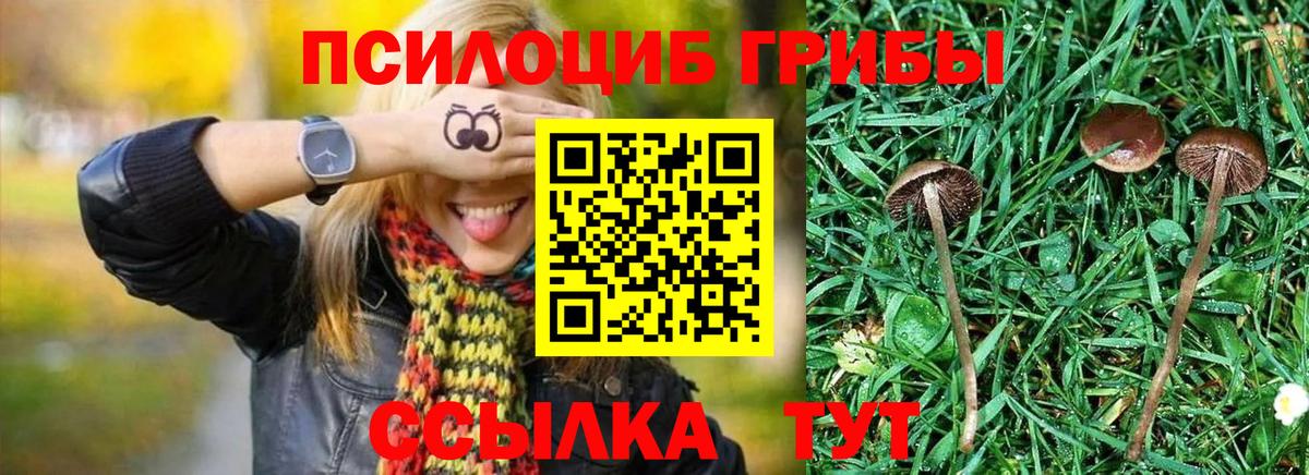 Санкт-Петербург  Псилоцибиновые грибы Psilocybine cubensis  Вход с VPN 